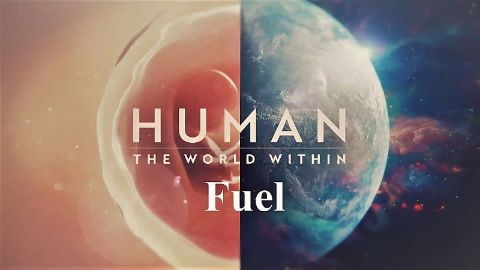 Fuel