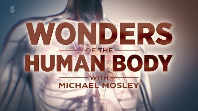 Wonders of the Human Body